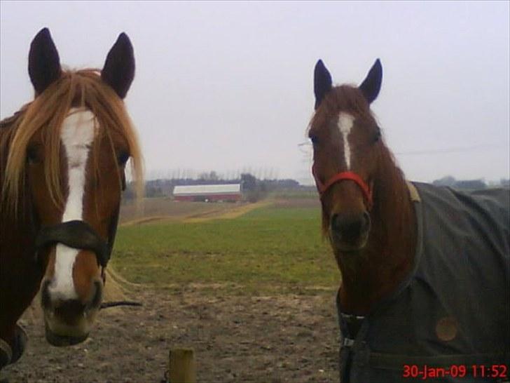 Traver Olympia Hanover billede 6