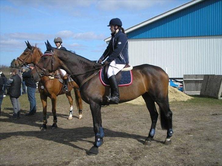 Holstener liva ( solgt ) - Team Mulle og Sara   billede 20