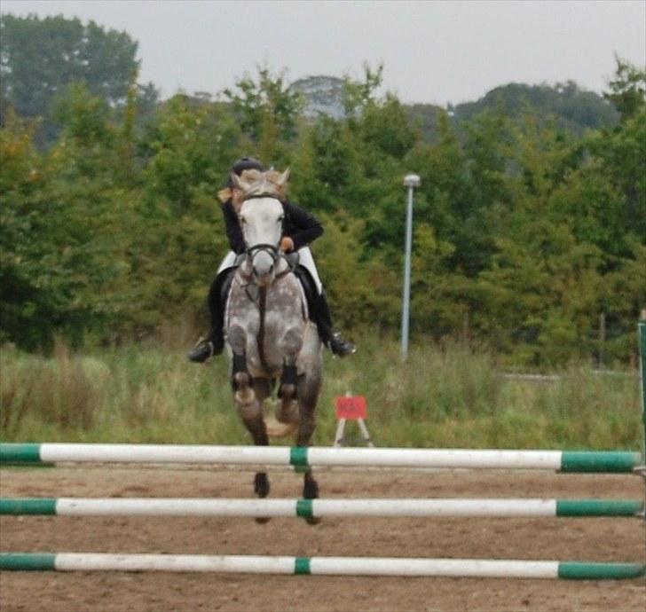 Mecklenburger Silver billede 16