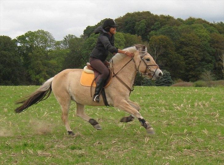 Fjordhest Sirocco l SpringPonyen!<3 - Mig og Rokko jorder ude på marken, og f*ck den pony kan løbe!:D <3 billede 18