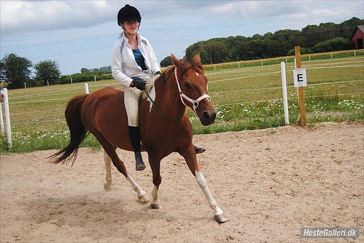 Anden særlig race Josefine  - Jeg stoler på dig.. Foto: Sarah Sølvsten billede 7