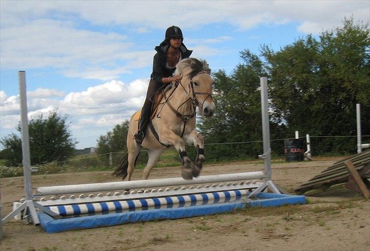 Fjordhest Sirocco l SpringPonyen!<3 - Her springer vi vandgrav 2 gang, den er 30 cm høj og 169 bred (stolt) <3 billede 19
