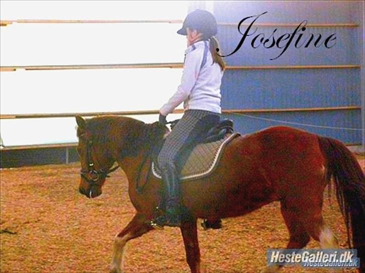 Anden særlig race Josefine  - Jeg syntes du er god.. Foto: Sarah Sølvsten  billede 11