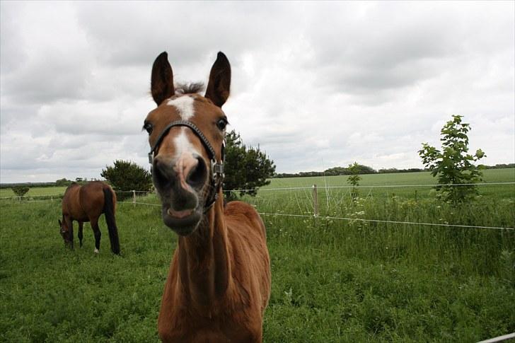 Dansk Varmblod • Charming-Boy • billede 14