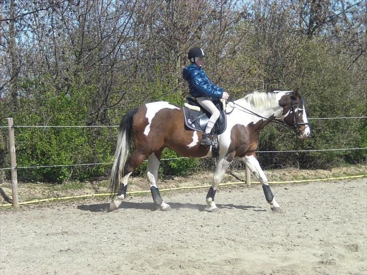 Pinto | Iszpan. - Jeg ridder Iszpan :) billede 17