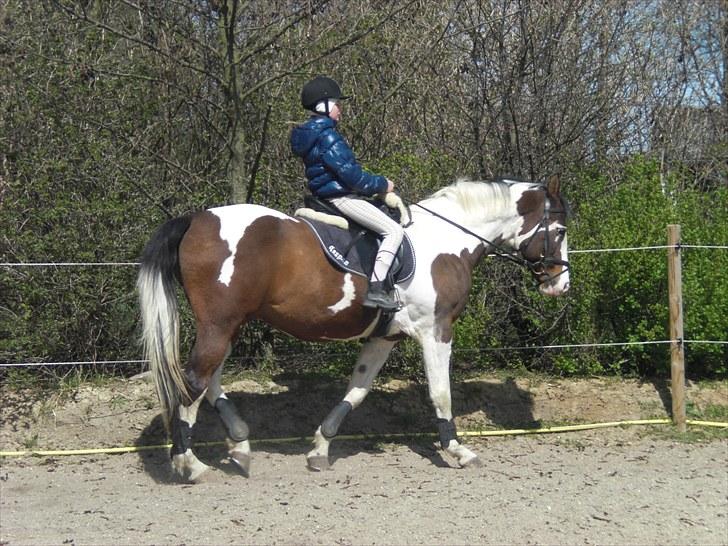 Pinto | Iszpan. - Jeg ridder Iszpan, med lidt for korte bøjler :S billede 18