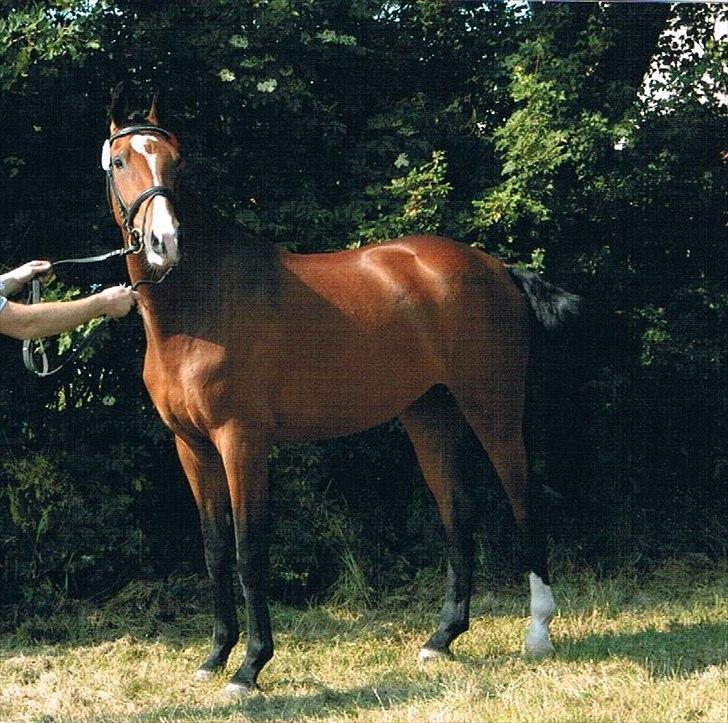 Dansk Varmblod RDH • Capella • billede 15