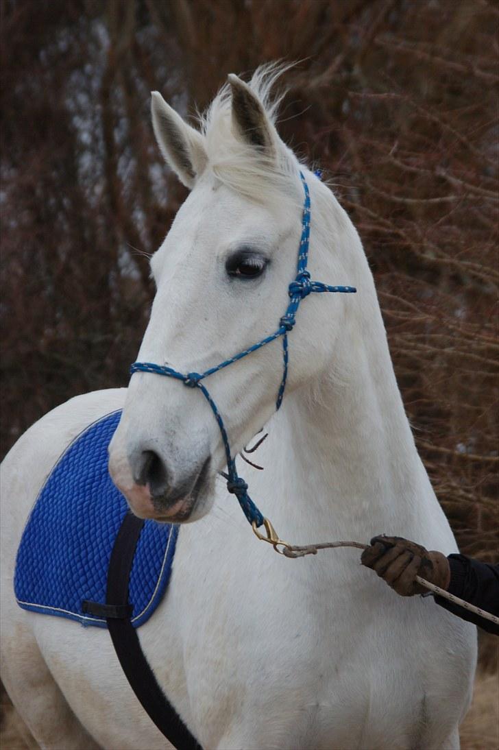 Lipizzaner Tasya - 16 # Tasya i blå, det klær hende da meget godt. Foto: Sarah B billede 15