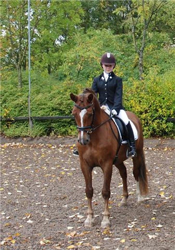 New Forest Stegstedgårds Top Marster billede 6