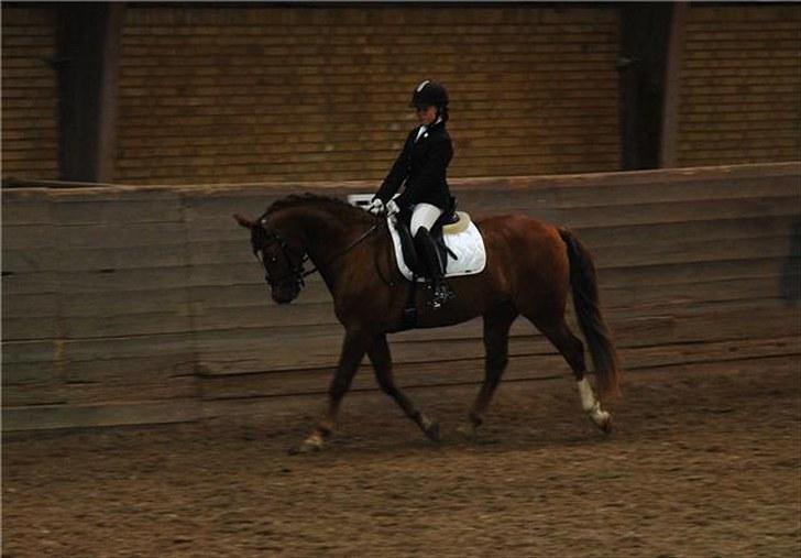 New Forest Stegstedgårds Top Marster billede 7