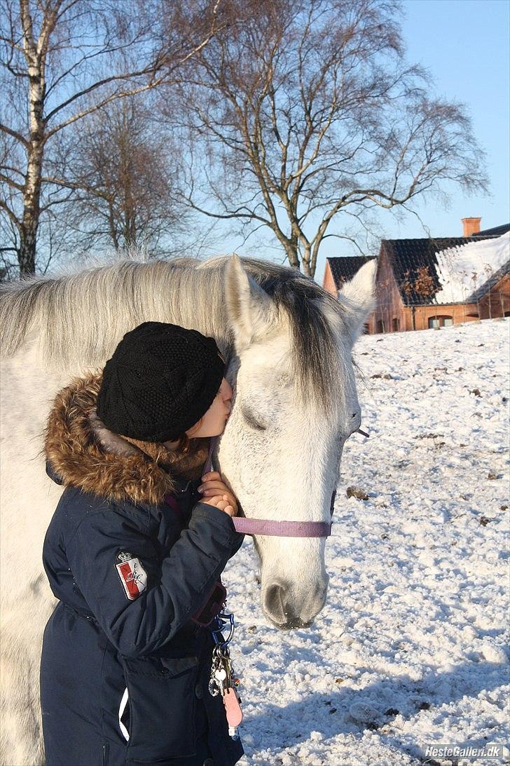 Anden særlig race Gordon •Fortid;(• SAVNET! - 14) Smukken på fold<´3 Se lige hvor han bare skinner<3 Foto OM© billede 13