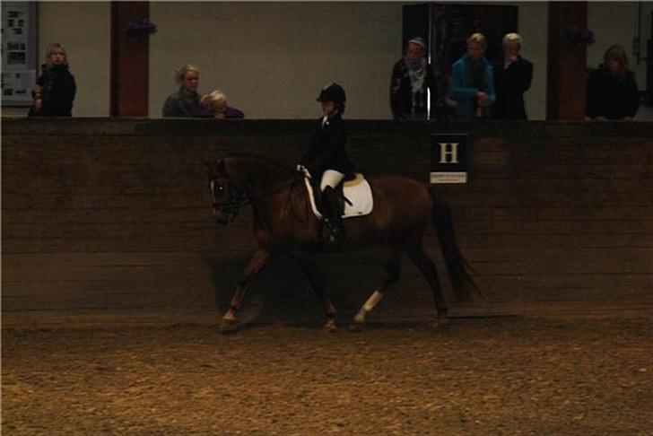 New Forest Stegstedgårds Top Marster billede 8