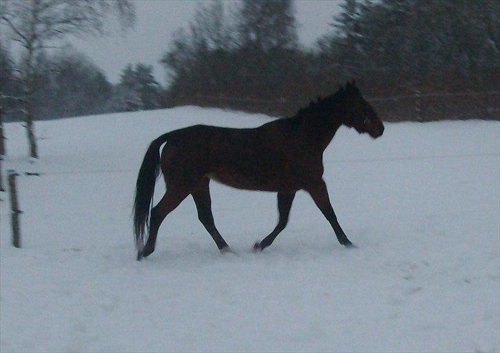 Traver Heather Wild Solgt - Amanda i sneen (hvem siger travere ikk kan være taktfaste??) 05-12-2010 billede 3