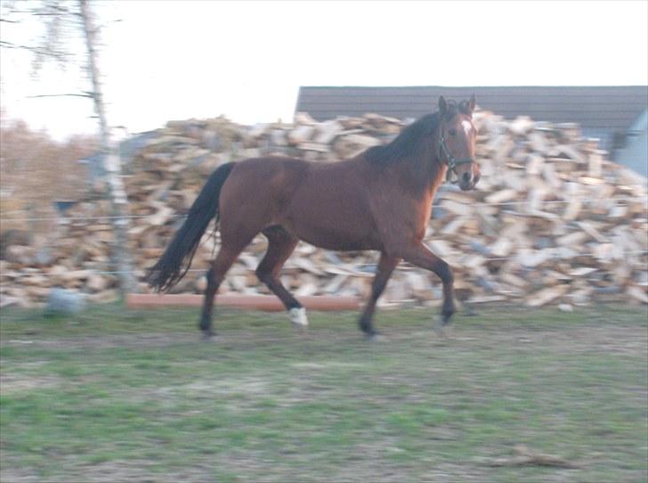 Traver Heather Wild Solgt - 24/04-2010 billede 4