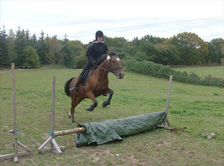 Traver Heather Wild Solgt - 14-10-2010 hun havde ikke været redet knap en uge, og var første gang hun sprang med fyld :) billede 5