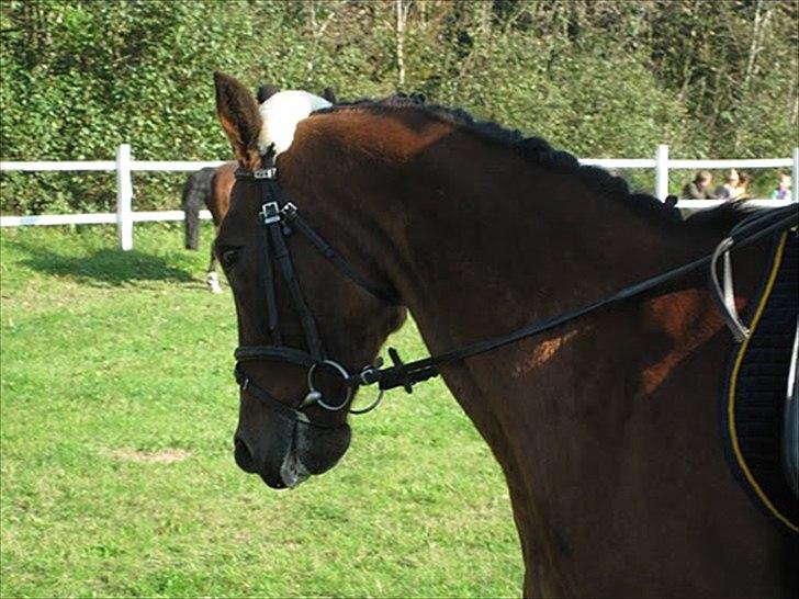 Traver Heather Wild Solgt - 09/10-2010 billede 6