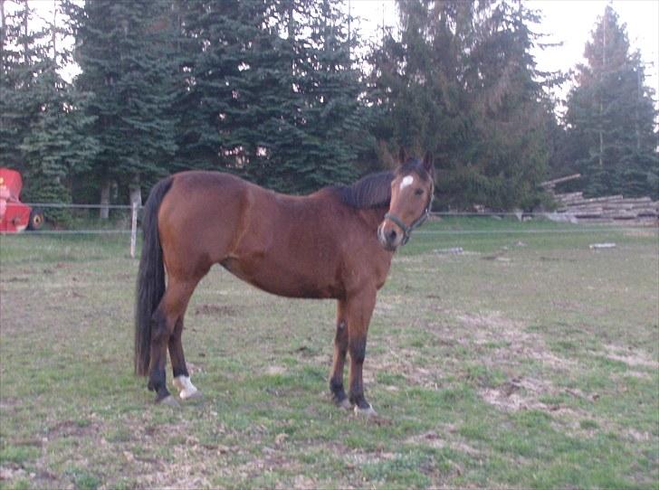 Traver Heather Wild Solgt - 24/04-2010 billede 7