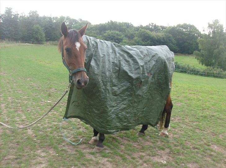 Traver Heather Wild Solgt - 05/08-2010 en meget rolig hest :) billede 8