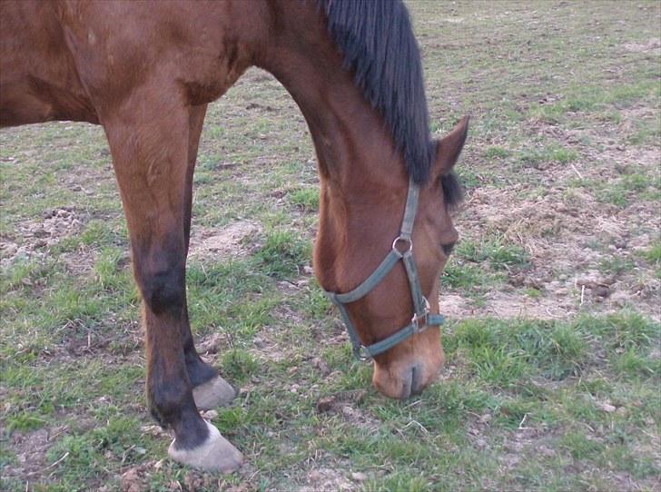 Traver Heather Wild Solgt - 24/04-2010 billede 9