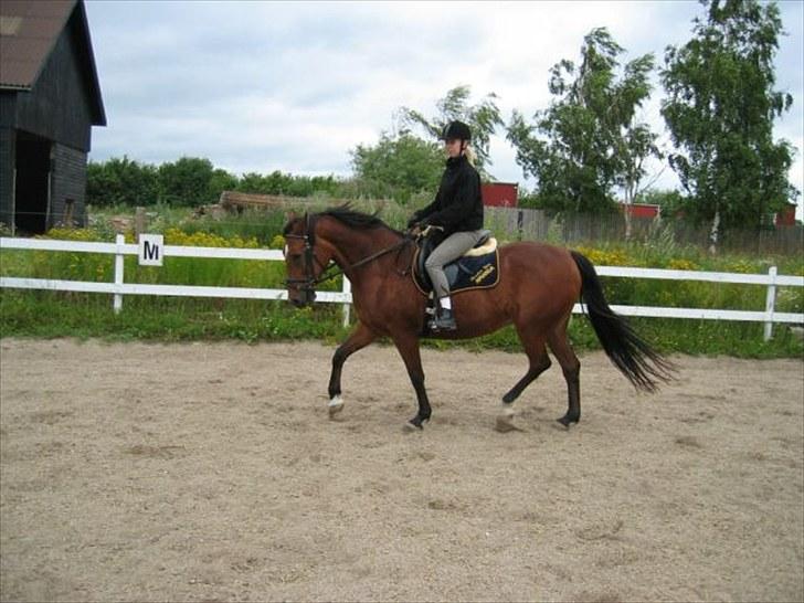 Traver Heather Wild Solgt - Hos gamle ejer billede 10