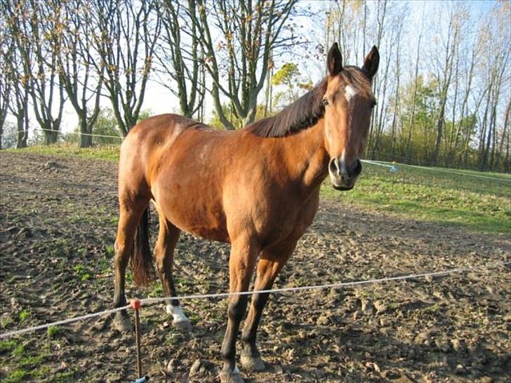 Traver Heather Wild Solgt - Hos gamle ejer billede 11