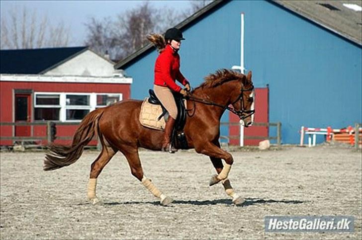 Anden særlig race Lex R.I.P - 30/3 2010 billede 11