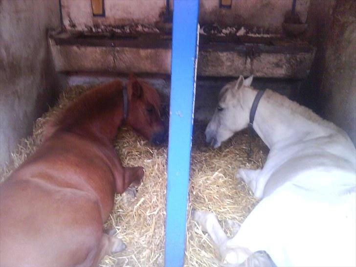 Shetlænder Laban ¤Har passet¤ - velkommen til min lille labans profil lig gerne en komentar eller en bedømelse billede 1