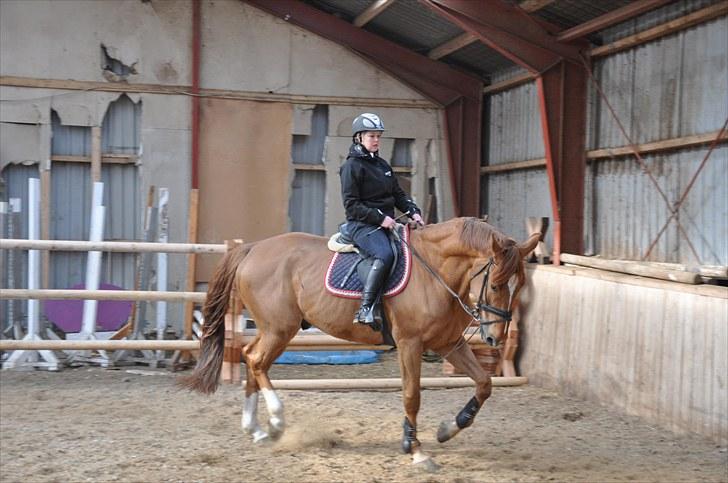 Belgisk varmblod Excalibur Drum "U" VH billede 16