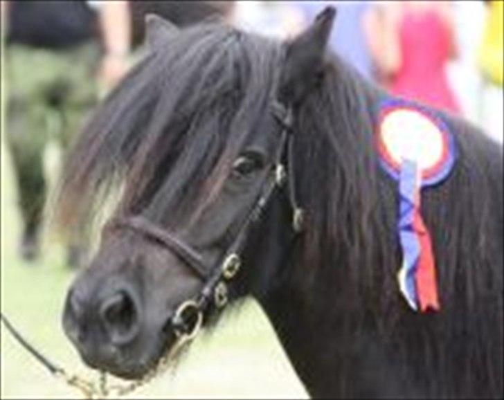 Shetlænder Søndergårds Malou billede 20