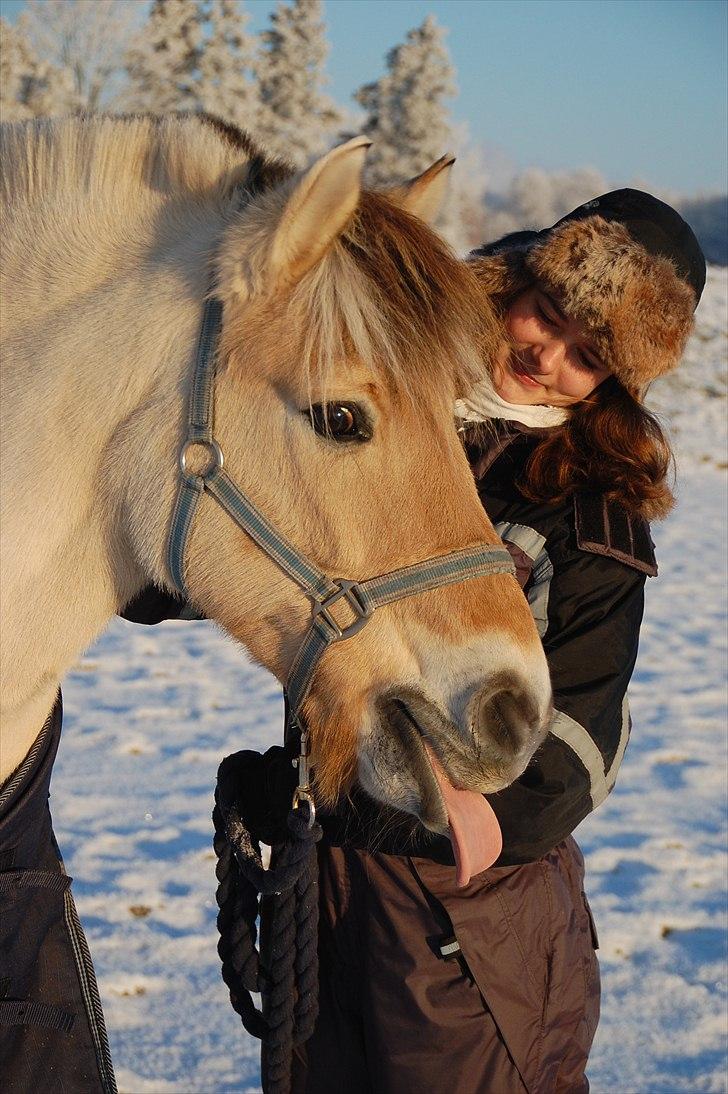 Fjordhest Imbert Fulgsang - 7» Vinter billede af mig og Imbert, hvor han har tungen ude af hovedet. den 22 december 2010, Foto af Ninna Philipsen. billede 6