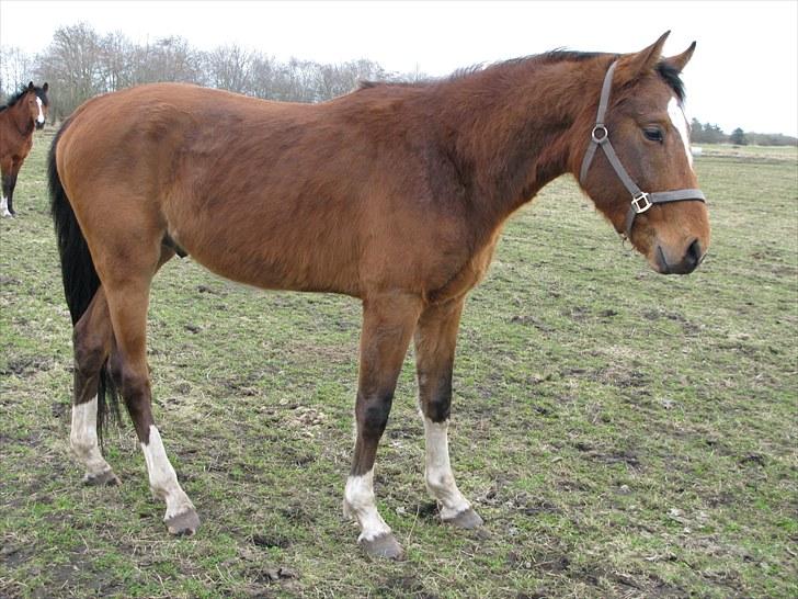 Dansk Varmblod Knight of Heart - død 2011 billede 7
