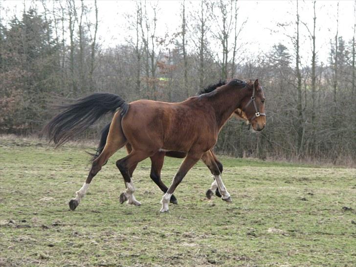 Dansk Varmblod Knight of Heart - død 2011 billede 8