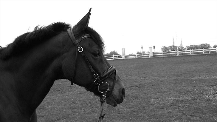 New Forest My Fair Turbo "Kesse" - Velkommen til Turbo profil!:) billede 1