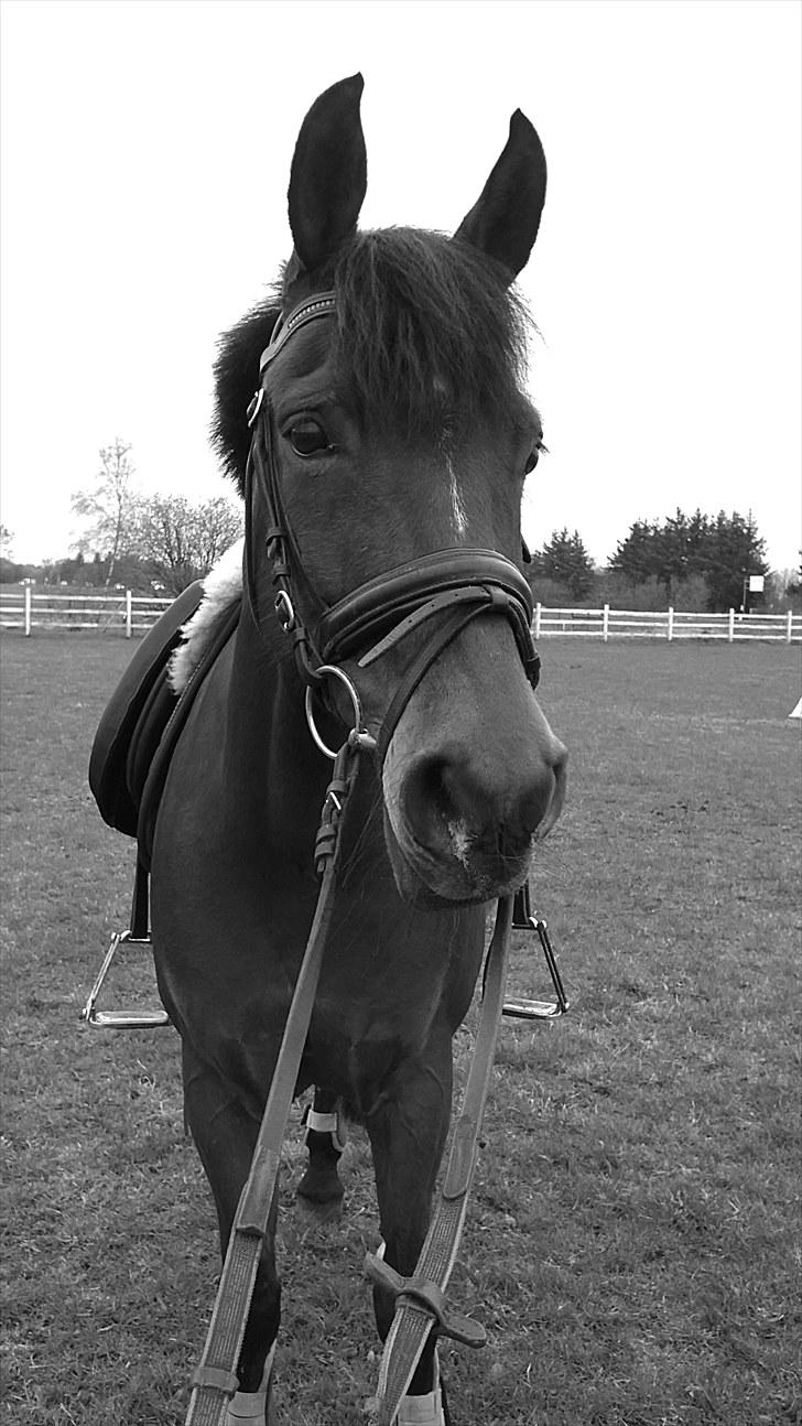 New Forest My Fair Turbo "Kesse" - ingen som dig - for du er perfekt!:) billede 2