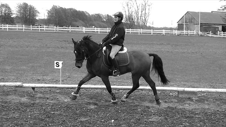 New Forest My Fair Turbo "Kesse" - dressur.. billede 3