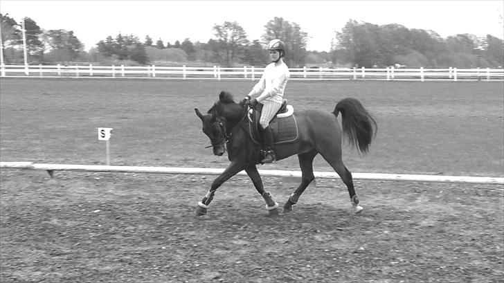 New Forest My Fair Turbo "Kesse" - dressur.. billede 4