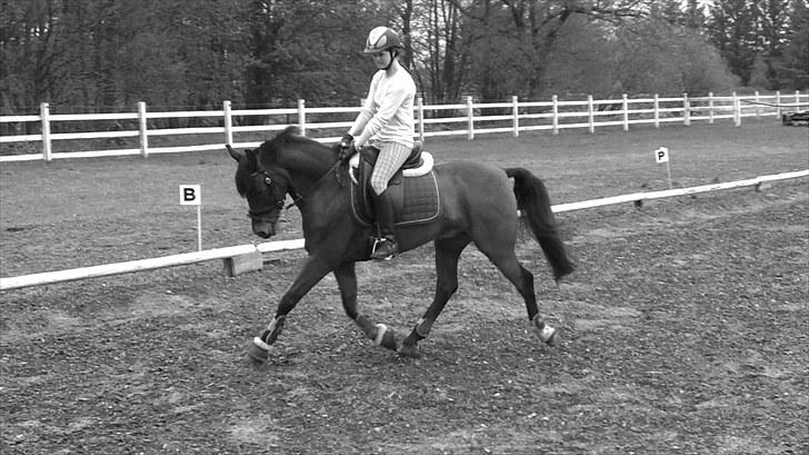 New Forest My Fair Turbo "Kesse" - dressur.. billede 5