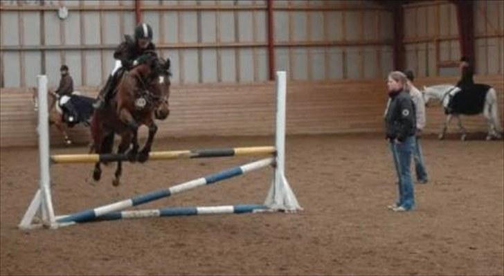 New Forest My Fair Turbo "Kesse" - SUPER billede 7