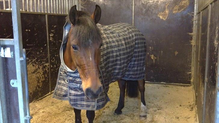 New Forest My Fair Turbo "Kesse" billede 8