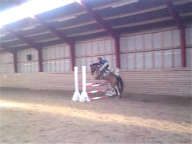 New Forest My Fair Turbo "Kesse" - SUPER:D billede 9