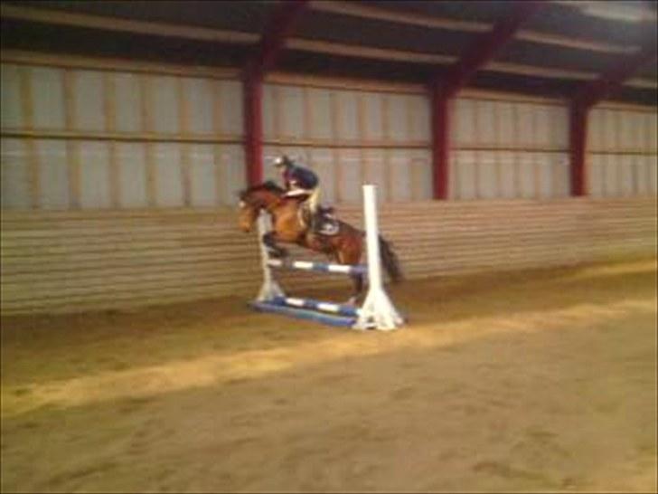 New Forest My Fair Turbo "Kesse" - SUPER:D billede 10