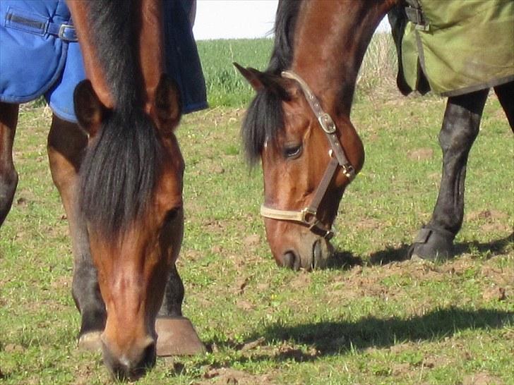 Anden særlig race Djenkiss <'3  - Min store´bror og jeg <3 billede 9
