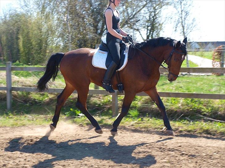 Anden særlig race Djenkiss <'3  - Dressur sommeren 2011 (: billede 11