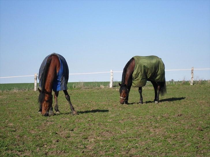 Anden særlig race Djenkiss <'3  - På marken med store´bror <3 billede 12