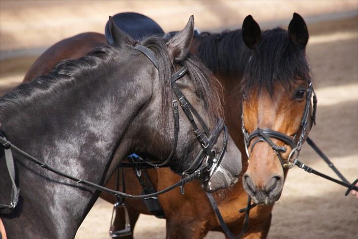 Anden særlig race Djenkiss <'3  - Sara og jeg :D billede 14