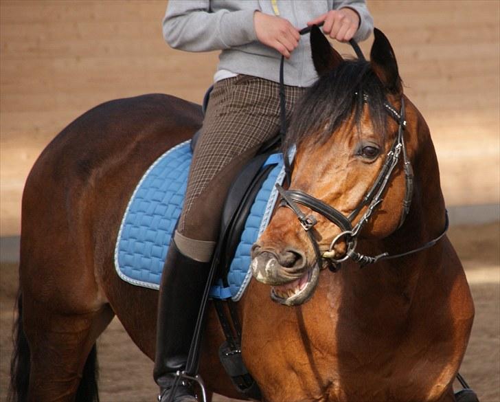 Anden særlig race Djenkiss <'3  - Er jeg ik bar sød? :D billede 15