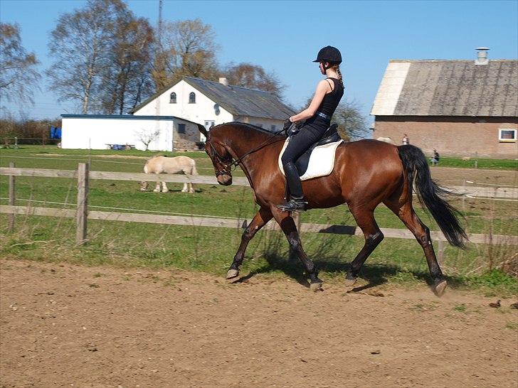 Anden særlig race Djenkiss <'3  - Dressur sommeren 2011 (: billede 18