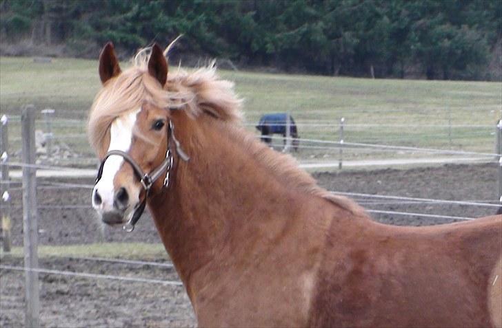 Welsh Cob (sec D) Whitesocks (White Feet) - Velkommen til min profil. Han er da bare en lille majestætisk pony! billede 1