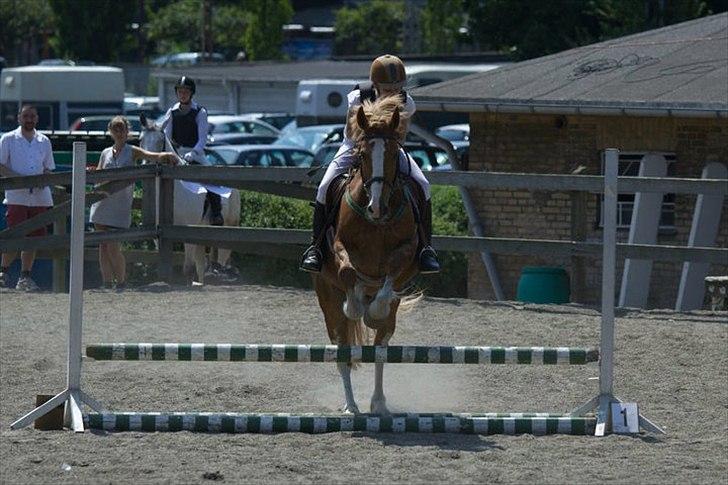 Welsh Cob (sec D) Whitesocks (White Feet) - til springstævne på min elskede pony:)!<3 taget af min bv:D billede 2