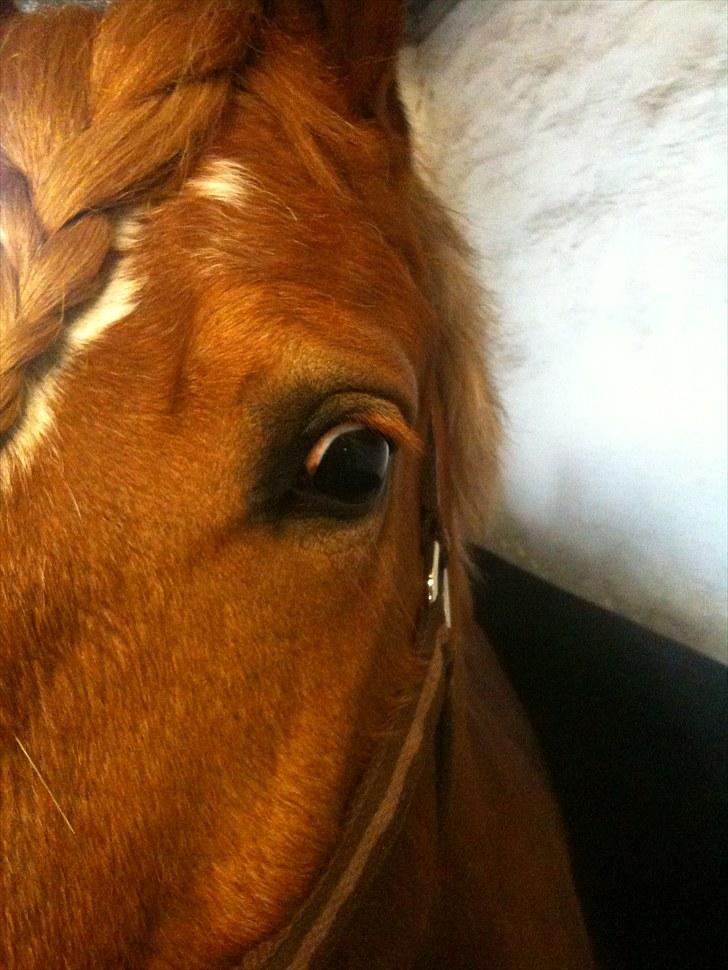 Welsh Cob (sec D) Whitesocks (White Feet) - han er sød selvom det ikke er hele ham man ser! billede 4